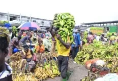 bananes-cultures-vivriers