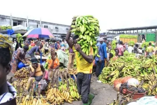 bananes-cultures-vivriers