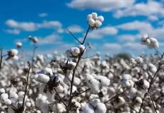 coton-graine