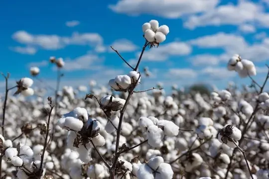 coton-graine