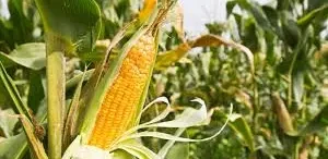 mais-agriculture