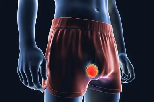 testicule-sexe-homme