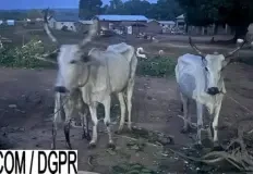 vaches-vol-police