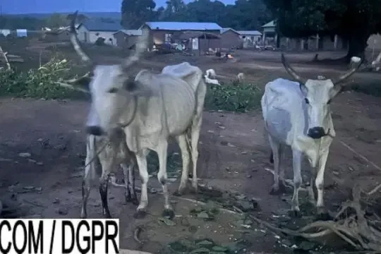 vaches-vol-police